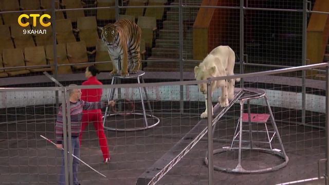 Новая программа в цирке Гиганты Африки смотреть онлайн