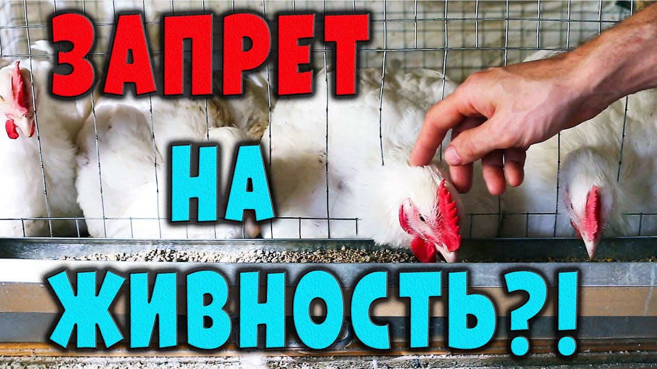 Запрет живности в СНТ? Что постановил Верховный суд смотреть онлайн