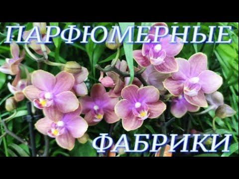 №370/ Орхидеи ПАРФЮМЕРНАЯ ФАБРИКА в моей КОЛЛЕКЦИИ