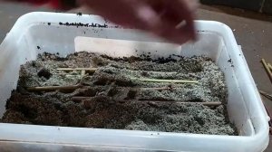 Укоренение черенков Ежемалины. #малина #сад #diy #ежемалина