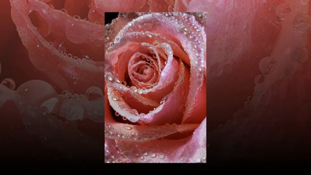 Капельки росы