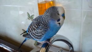 говорящий попугай КЕША