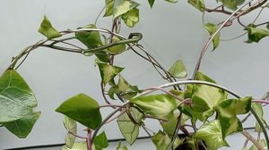 Senecio macroglossus Крестовник крупноязычковый