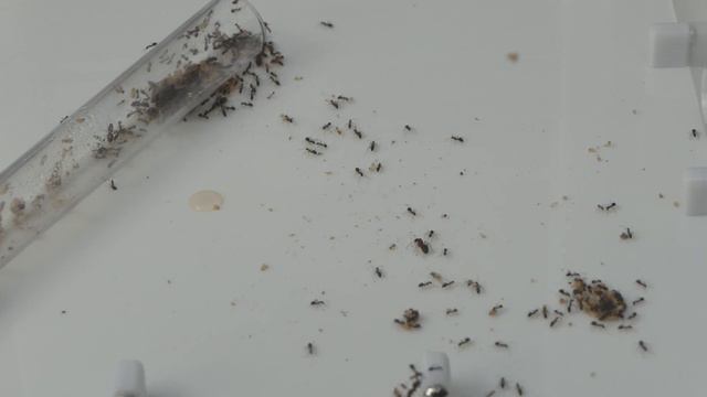 My New CRAZY Ants Inside a Wakooshi Saturn Nest!🔥🔥🔥 смотреть онлайн