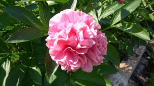 Пион Карнейшен Букет. Paeonia Carnation Bouquet.-  Seidl, 1996, США