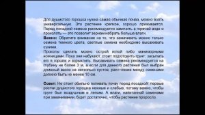 Душистый горошек на балконе