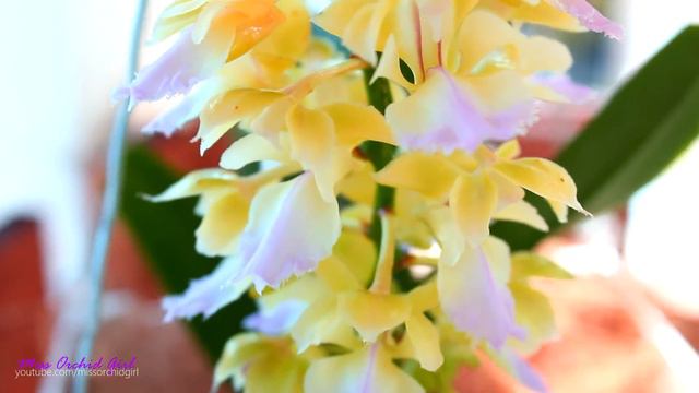 Orchids in bloom - June 2018 смотреть онлайн