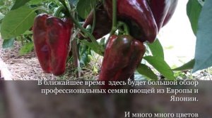 2  крутых перца: Джемини и Клаудио