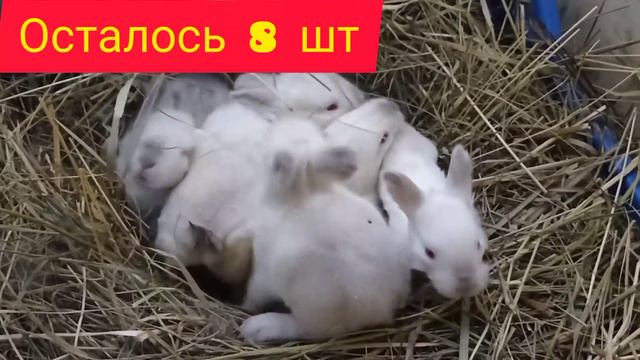 Спасаем крольчат в мороз. смотреть онлайн