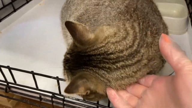 Общительный Франц смотреть онлайн