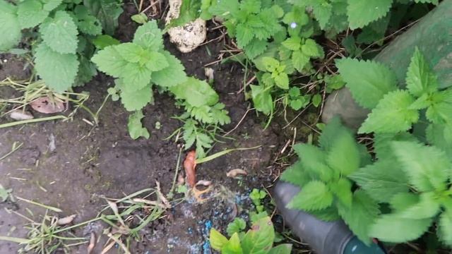 ДЕКОРАТИВНИЙ САД ВОСЕНИ - як змінились мої рослини за сезон ЗБІР УРОЖАЮ ЯБЛУК//боротьба зі слимакам