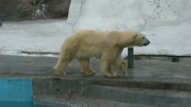 Умка подрос и теперь поет другую песню) смотреть онлайн