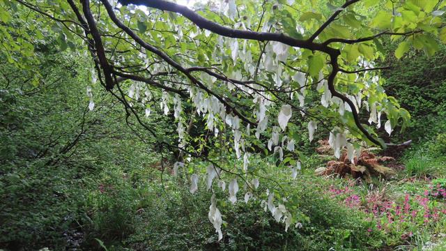 Clyne Gardens Tree Trail смотреть онлайн
