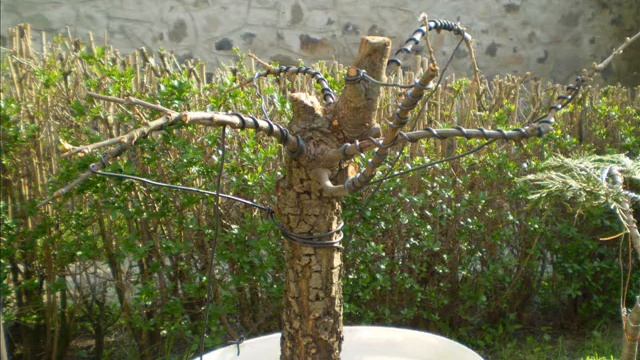 Ligustrum&Quercus robur смотреть онлайн