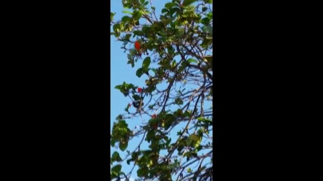 Колибри, самая маленькая птичка на Земле! Куба смотреть онлайн