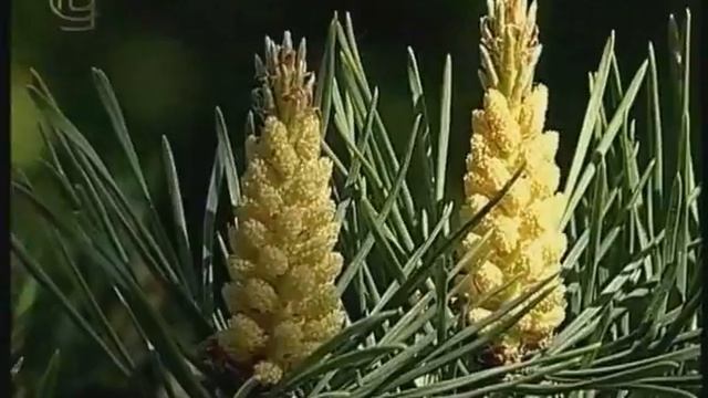 Отдел голосеменные. Общие признаки отдела смотреть онлайн