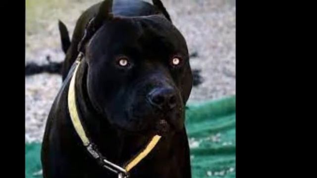 pitbull black panther смотреть онлайн