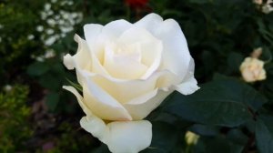 Чайногибридная роза Anastasia (Анастасия).