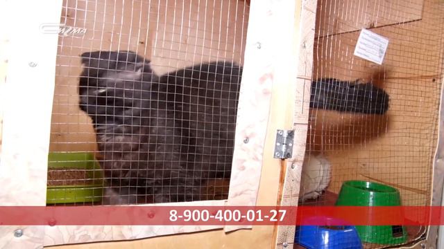 Не спешите к заводчику