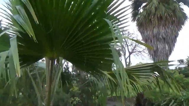 #171 США Гавайи Гонолулу Ботанический садик Queen Kapiolani смотреть онлайн