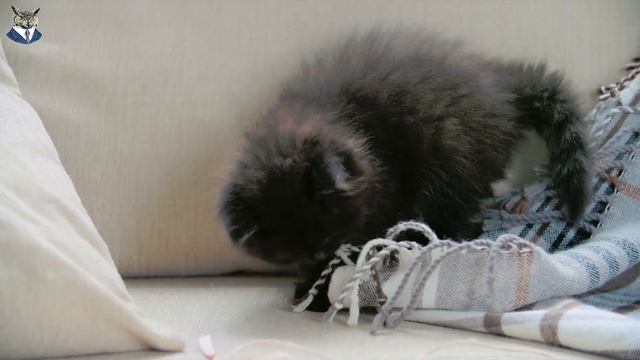МАТЕРИ В ДЕЛЕ! Самые Лучшие Матери Животного Мира смотреть онлайн