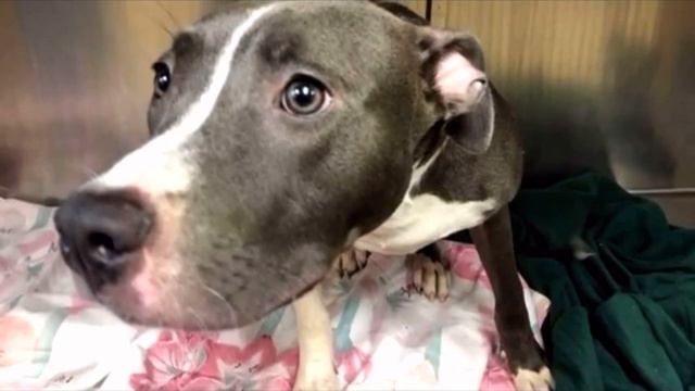 На прогулке с собакой женщина заметила в океане клетку, в которой кто-то был, узнав кто люди АХНУЛИ смотреть онлайн