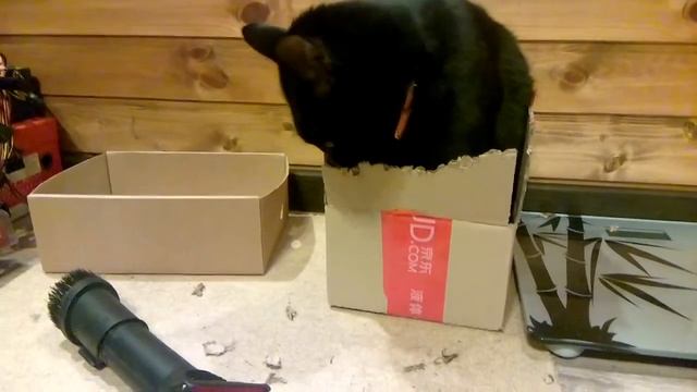 Кот рвет коробку смотреть онлайн