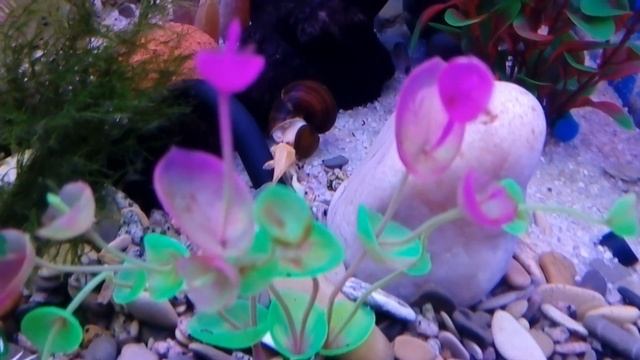 Кормим анциструса и ампулярию кабачком. Как кормить Анциструса и Ампулярию кабачком? смотреть онлайн