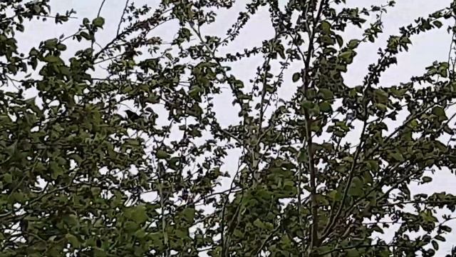 пение черного дрозда - blackbird singing смотреть онлайн