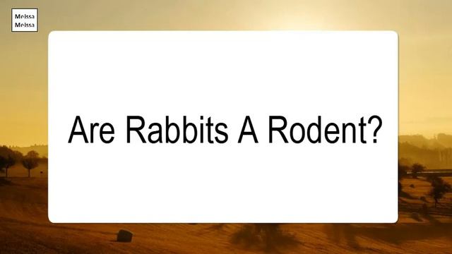 Are Rabbits A Rodent