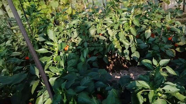 Копаем картошку1часть - сборы и заезд.#огород#дача#урожай#картошка# смотреть онлайн