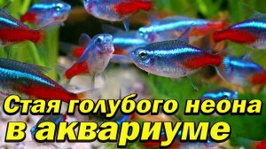 Запустил в аквариум ОГРОМНУЮ СТАЮ НЕОНА!