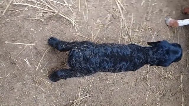 Ящур у ягнят