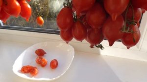 Супертомат для зимнего хранения Черри пьенноло дель Везувио