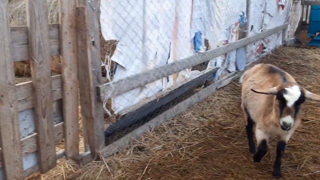 Признаки покрытой козы смотреть онлайн