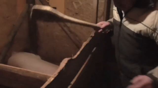 Кормление и уход свиней. Как и чем кормить свиней и как за ними ухаживать. смотреть онлайн