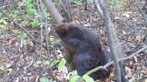 Бобер грызет дерево