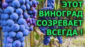 Виноград для Московской области. Сорт Зилга. Созревает даже в холодное лето. Виноградарство.