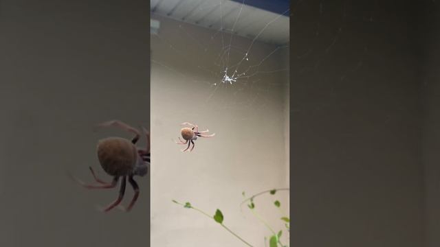 Tropical Orb Weaver Spider Weaving a Web смотреть онлайн