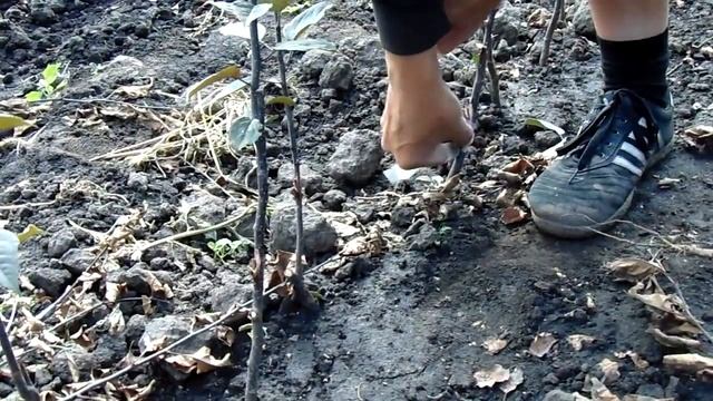 Окулировка. смотреть онлайн