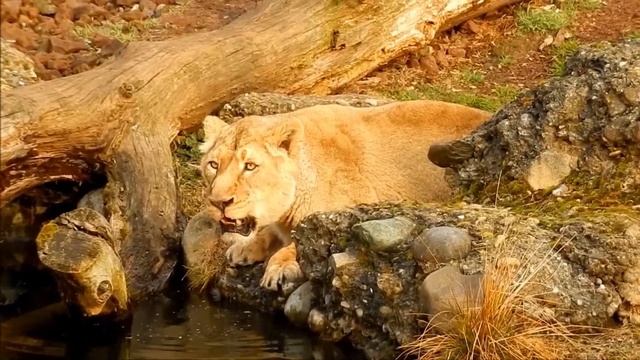 Фотограф снял ЛЕОПАРДА который пришёл на водопой где были Олени! То что случилось дальше невероятно смотреть онлайн