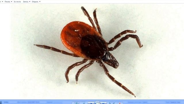 Осторожно,клещи!Как обезопасить себя от опасного насекомого. смотреть онлайн