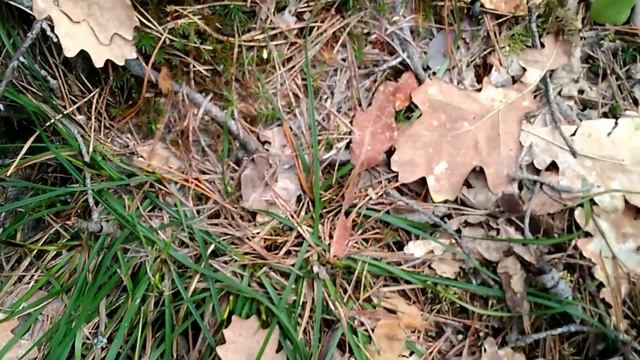 Видеозагадка. Строчок или сморчок? смотреть онлайн