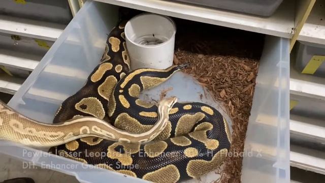 How Do We Pair Our Ball Pythons + Feeding Tips смотреть онлайн