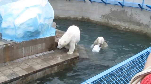Белые медведи (Новосибирский зоопарк) медведица беременна смотреть онлайн