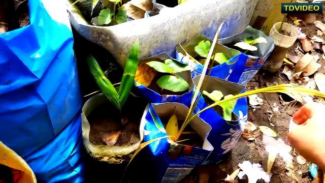 Работа в тропическом саду. Пересаживание отростков пальмы и миндального ореха. #148