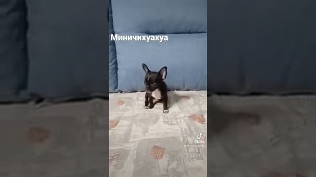 Девочка, настоящая карманная собачка! В наличии, можно спросить. Контакты в Инстаграмм @microchihua смотреть онлайн