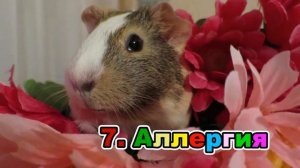 Минусы содержания морских свинок.