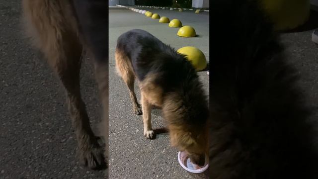 Любовь, надежда, еда – давайте сделаем жизнь бездомных питомцев лучше вместе! смотреть онлайн