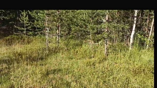 вечерняя прогулка в лес за земляникой смотреть онлайн